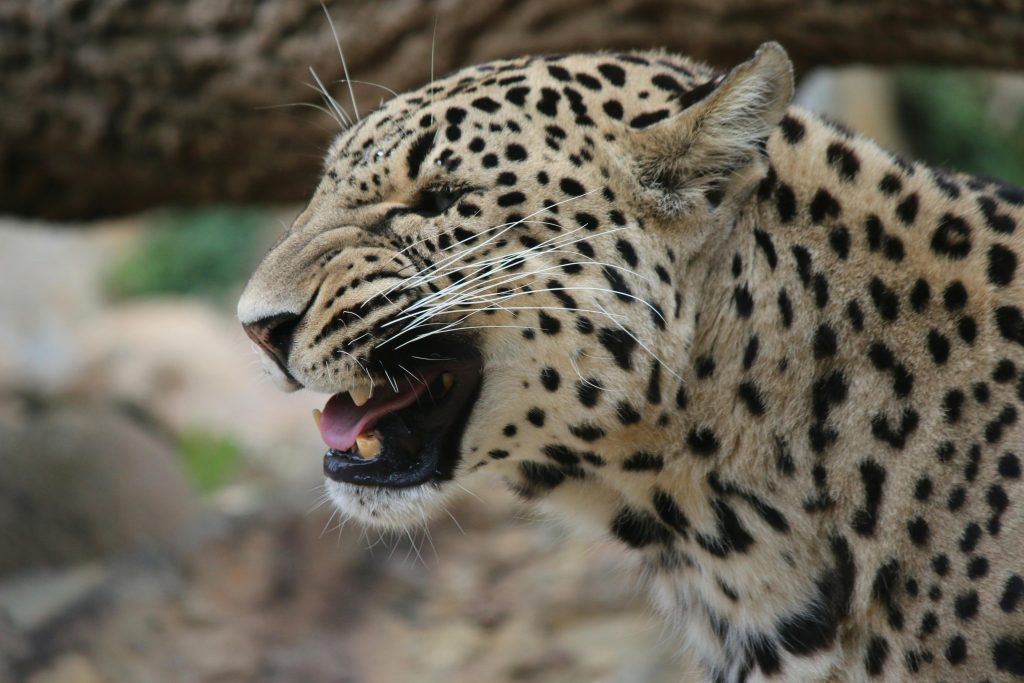 Powerful 3-Days Safari Mombasa Masai Mara Fly-In 1
Wildlife Safari Adventure