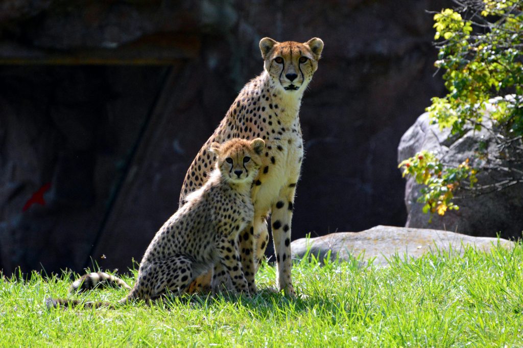 The Best 4-Days Kibale National Park Ultimate Safari 3 Wildlife Safari Adventure with Kairi Travels