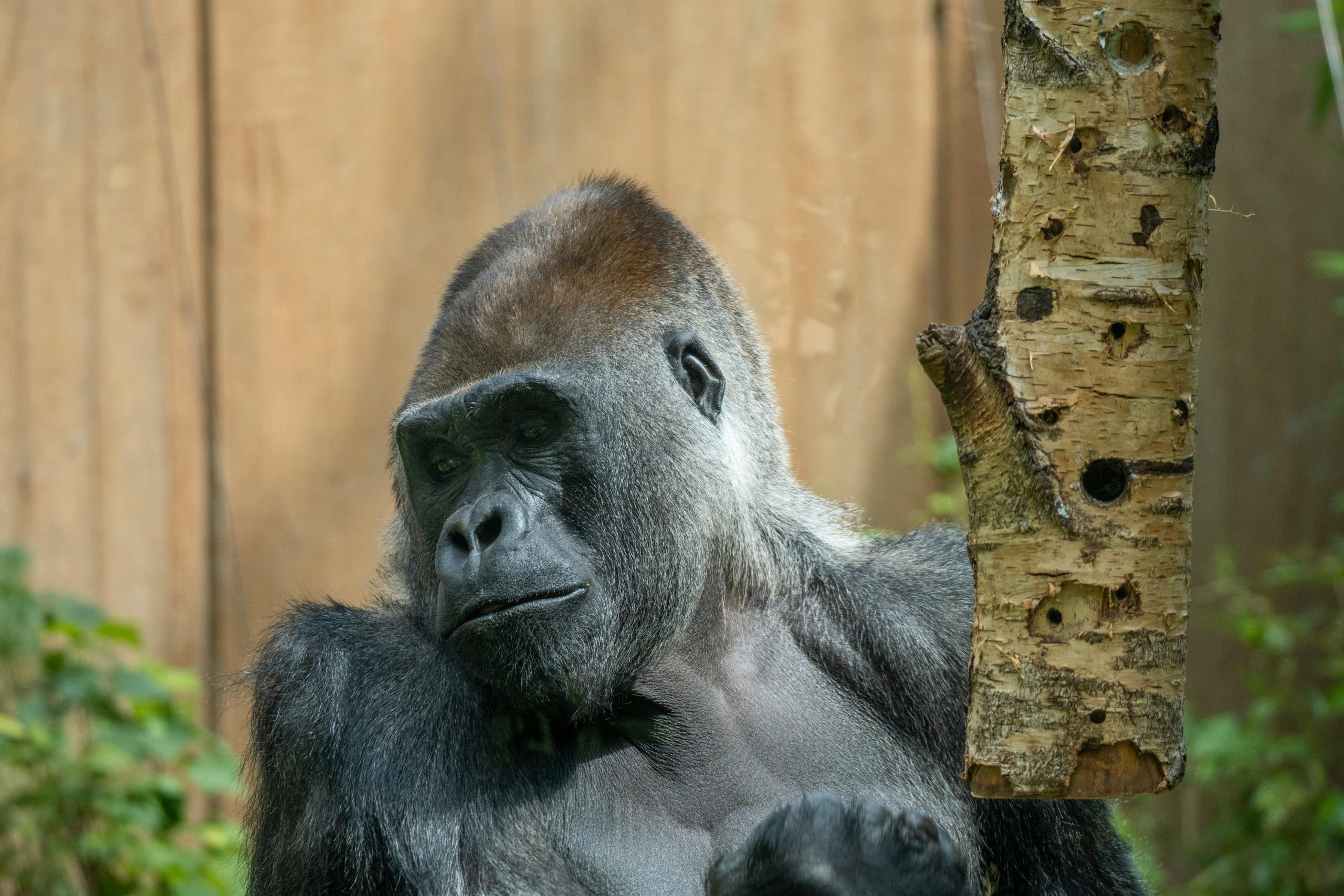 Wildlife Safari Adventure