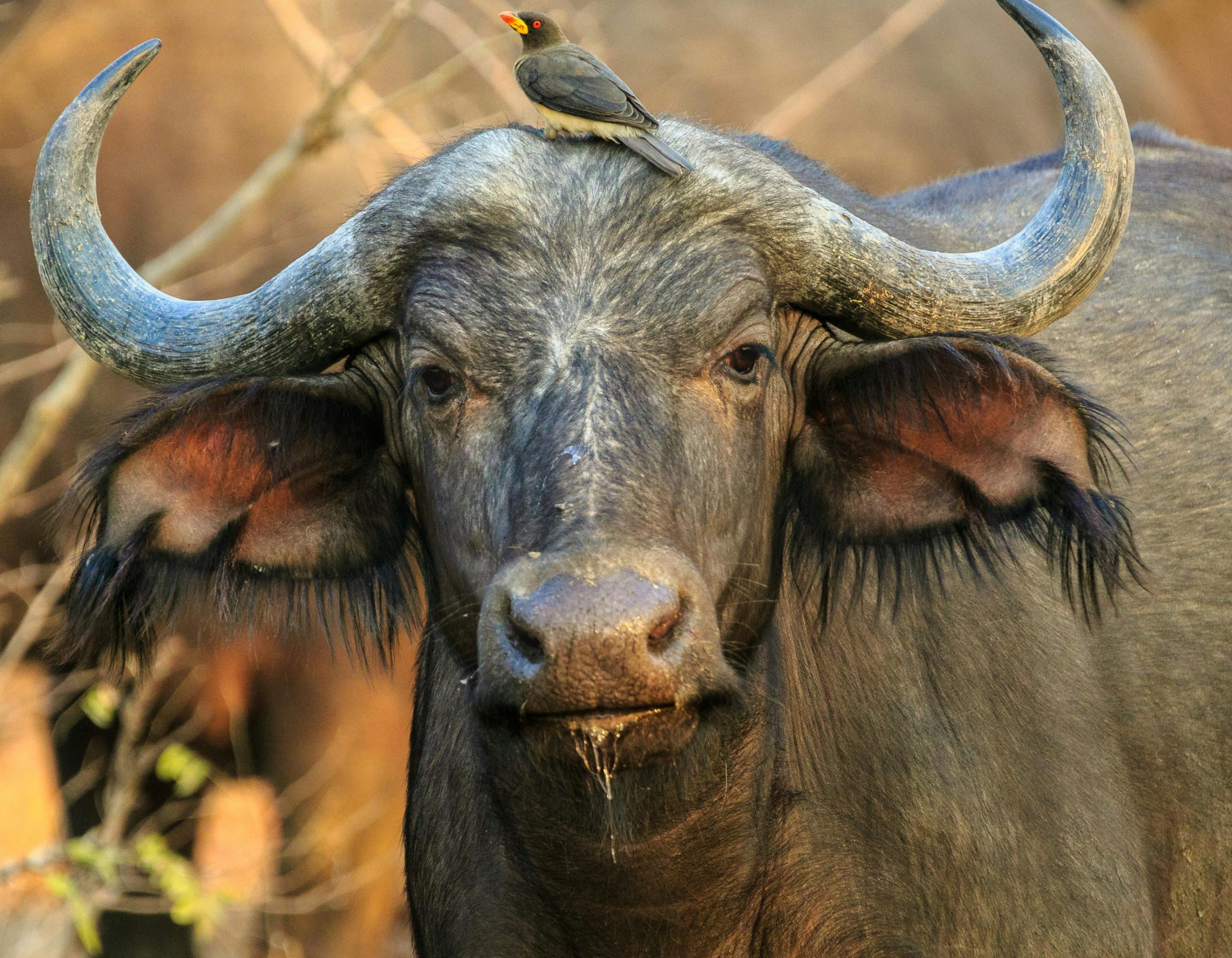 The Best 5-Days Masai Mara Amboseli Ultimate Safari 6 Wildlife Safari Adventure