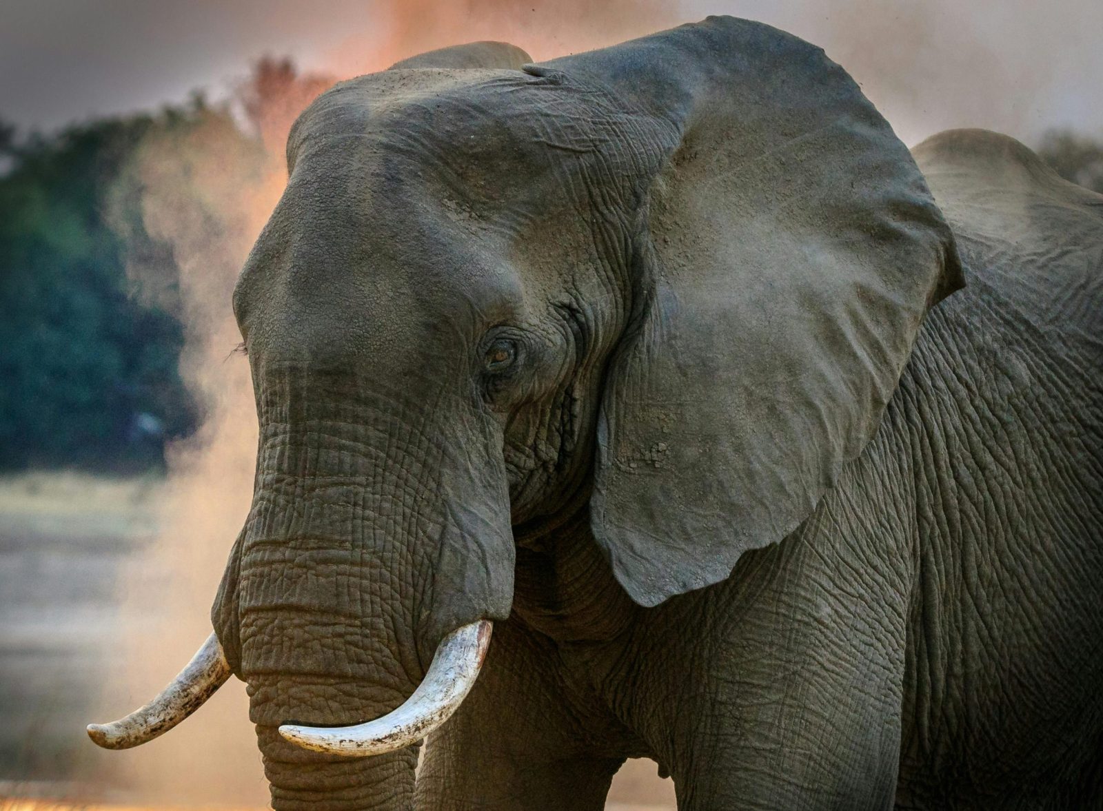 Wildlife Safari Adventure