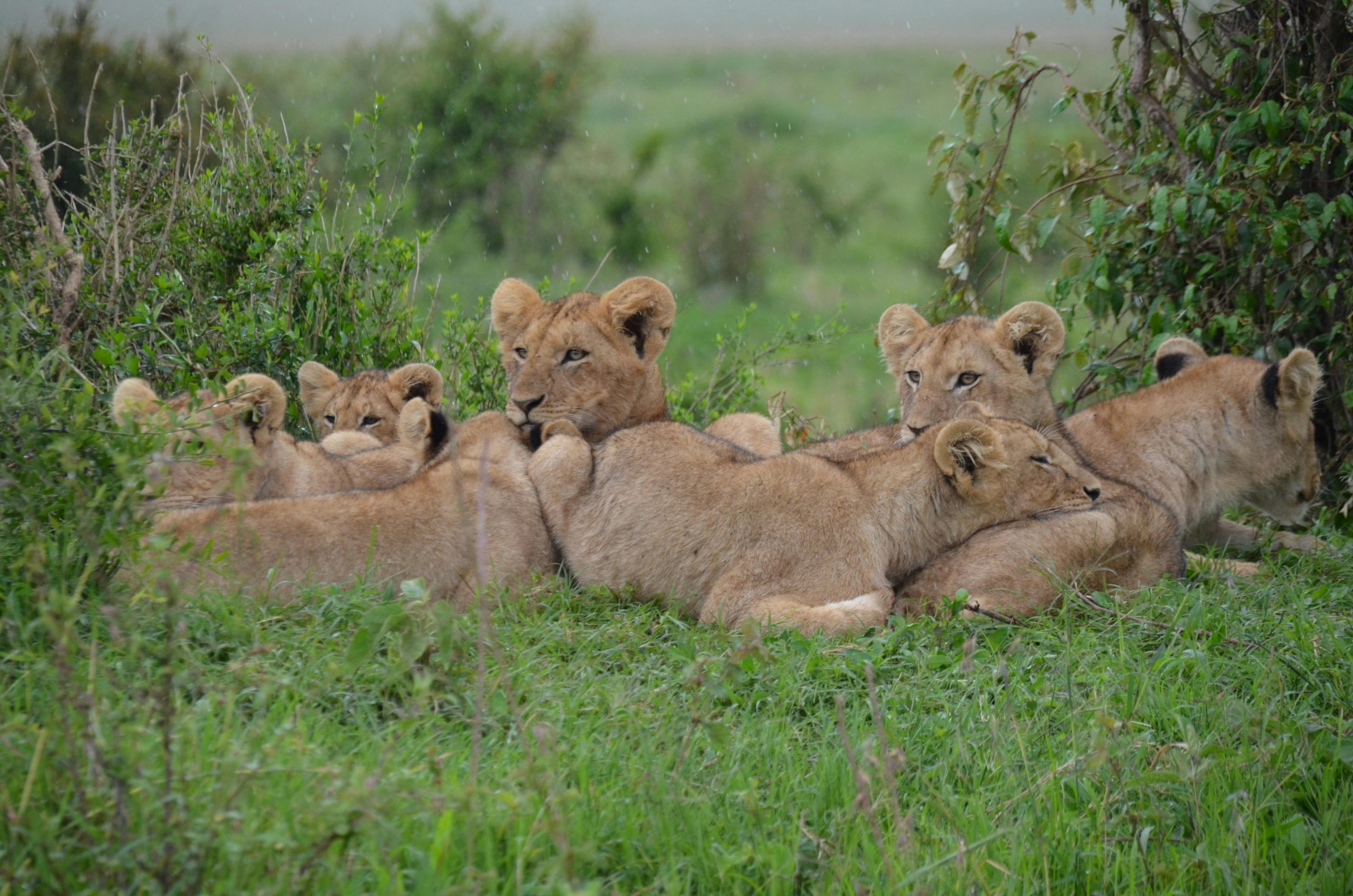 Wildlife Safari Adventure