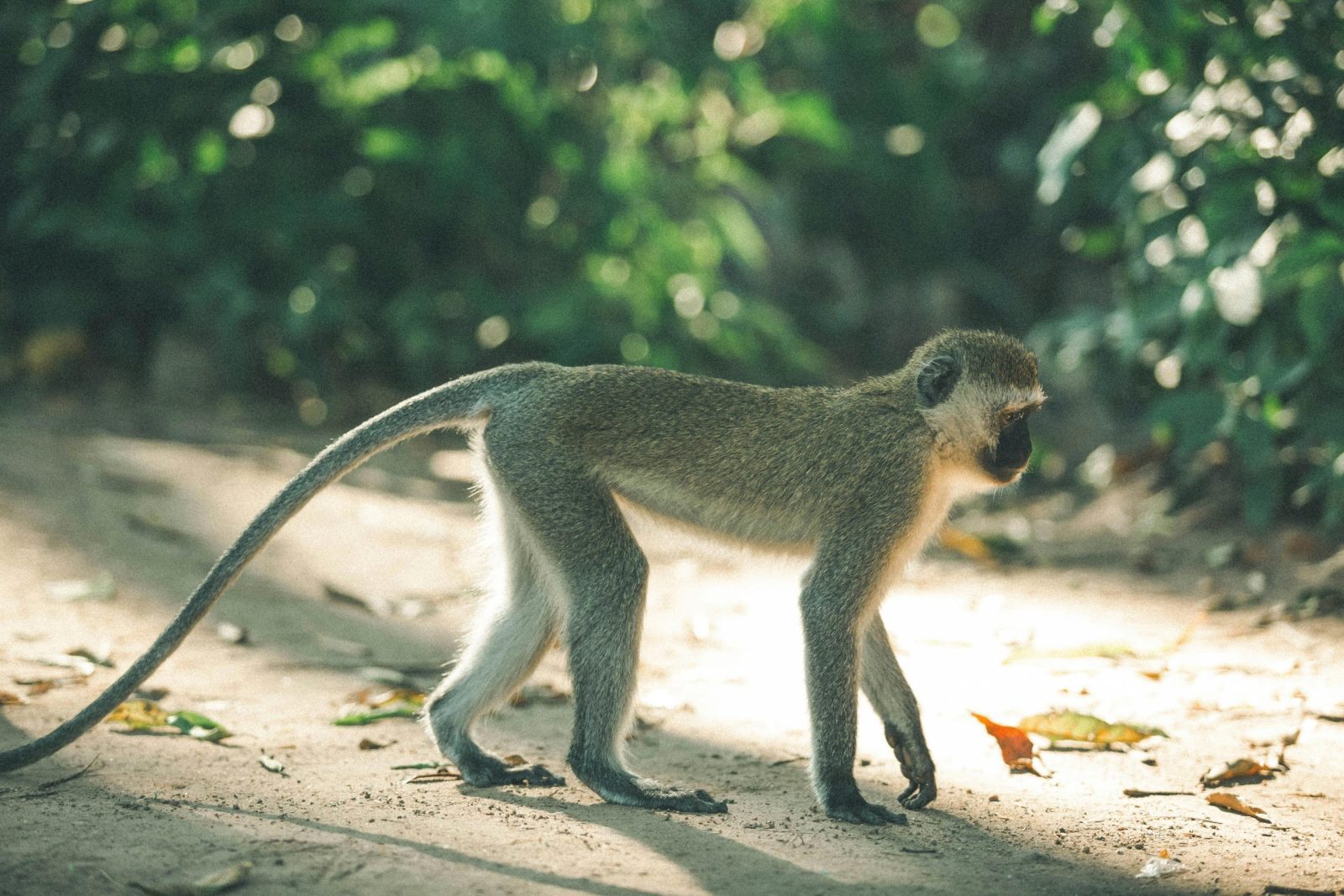 Best 7-Day Kenya & Tanzania Safari for a Lifetime 1 pexels isaac naph 567522839 27153757 1 scaled