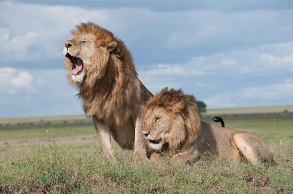 Pride of lions spotted during the Wildlife Safari Adventure with Kairi Travels