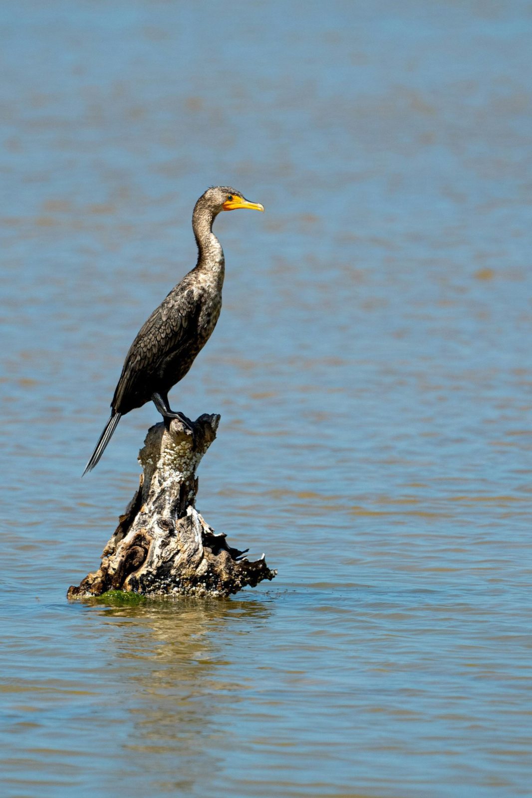 Birdwatching Safari