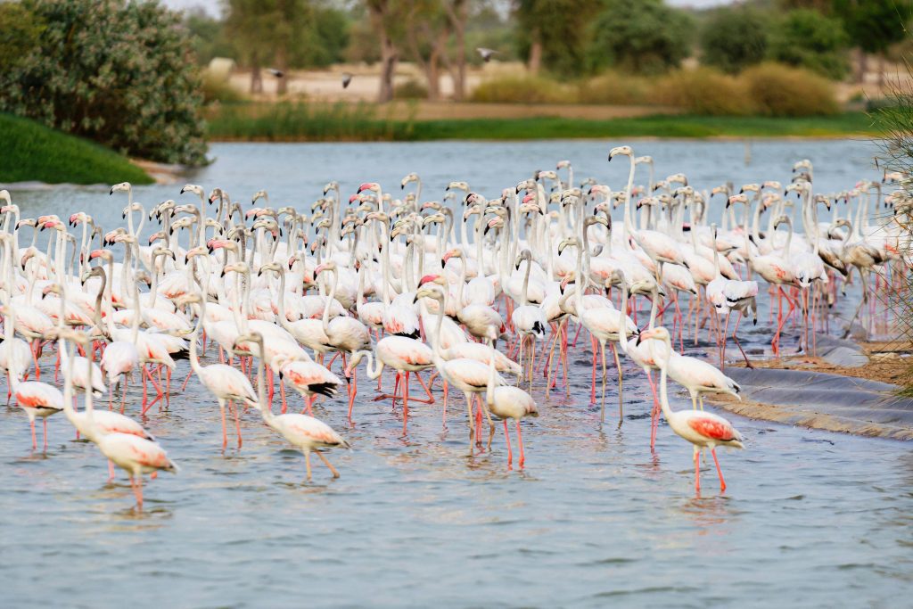 Birdwatching Safari