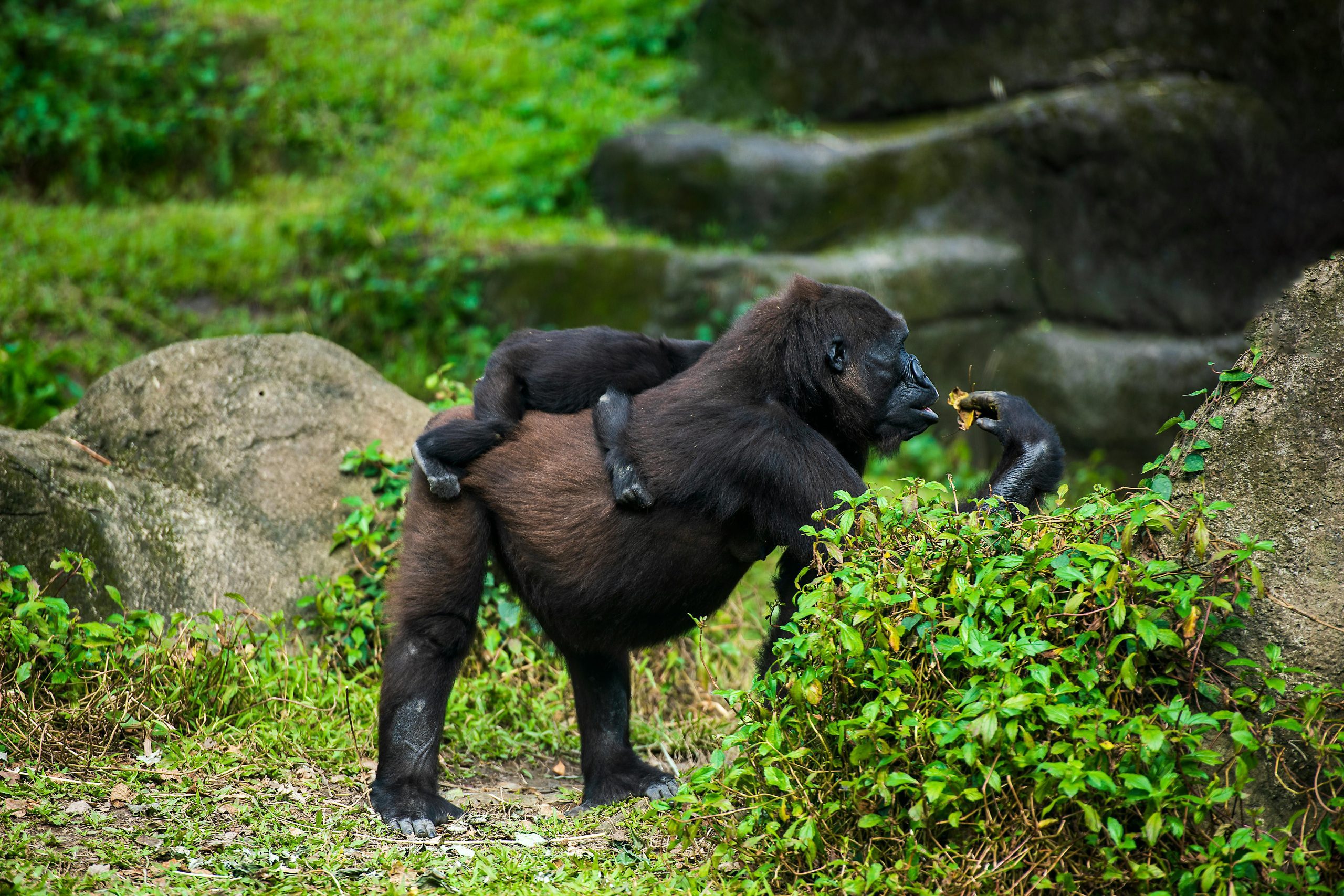 Wildlife Safari Adventure Entebbe with Kairi Travels