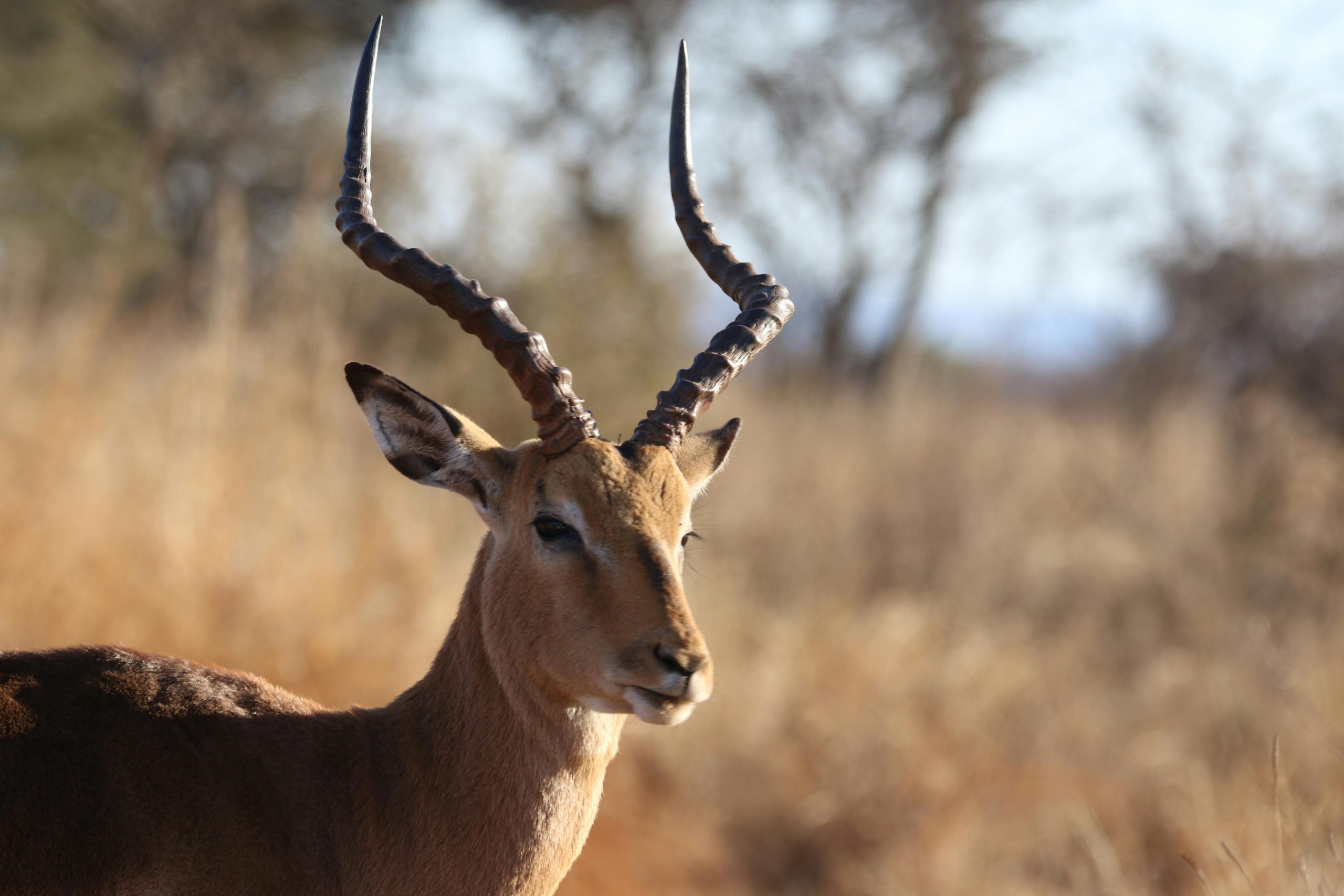 Lake Nakuru Safari with Kairi Travels