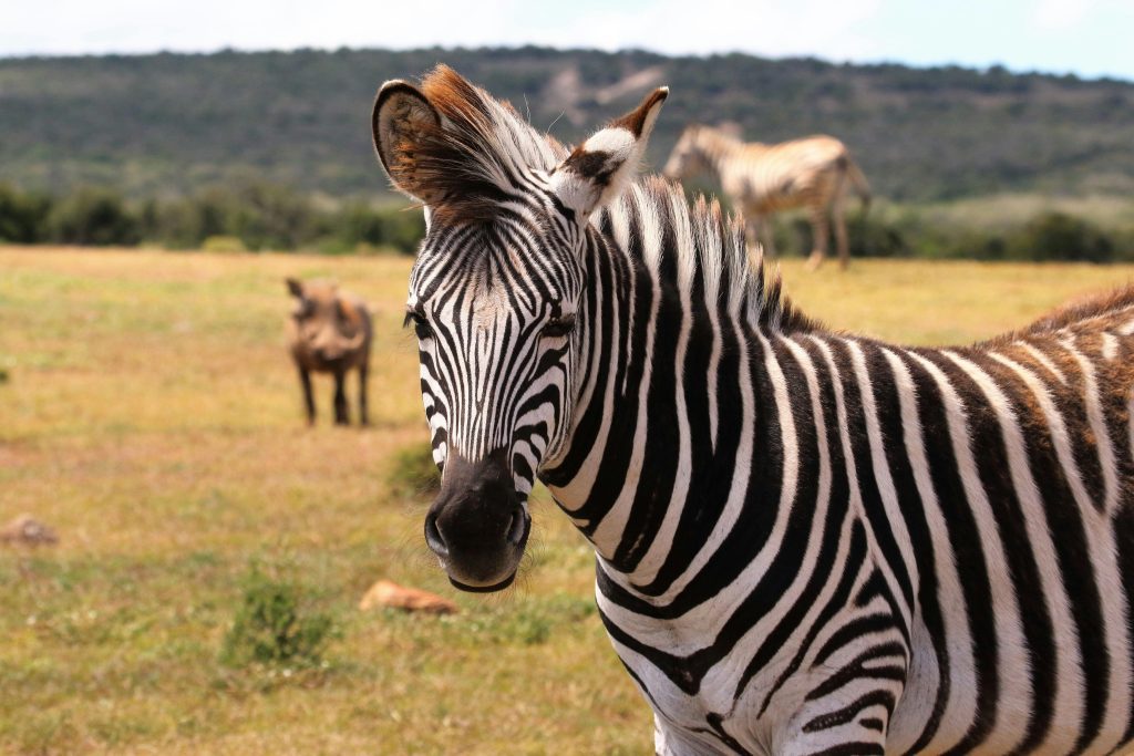 Wildlife Safari Adventure at the 10-Day Kenya Tanzania Group Safari

