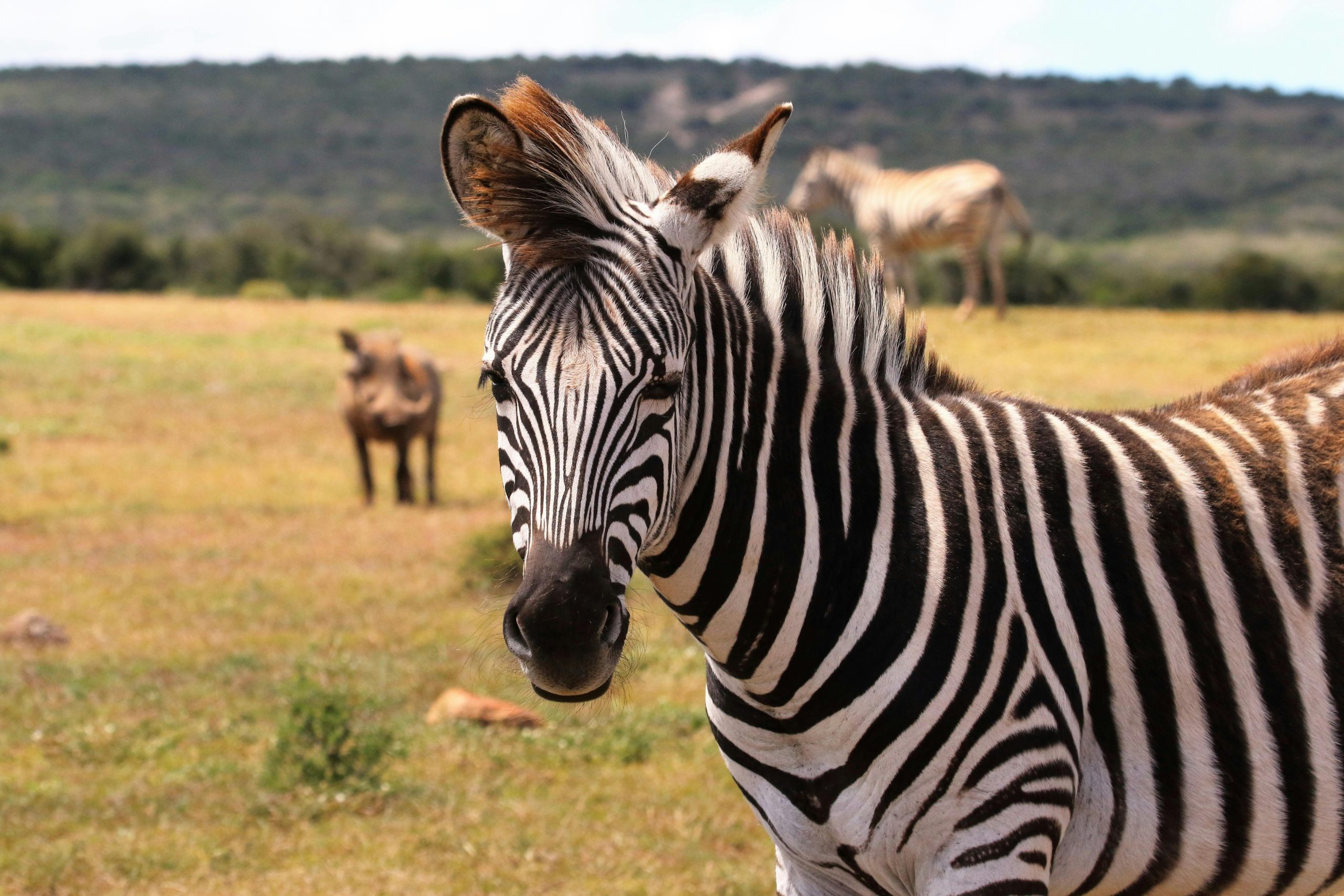 10-Days Northern Tanzania Safari of a Lifetime 5 Wildlife Safari Adventure at the 10-Day Kenya Tanzania Group Safari