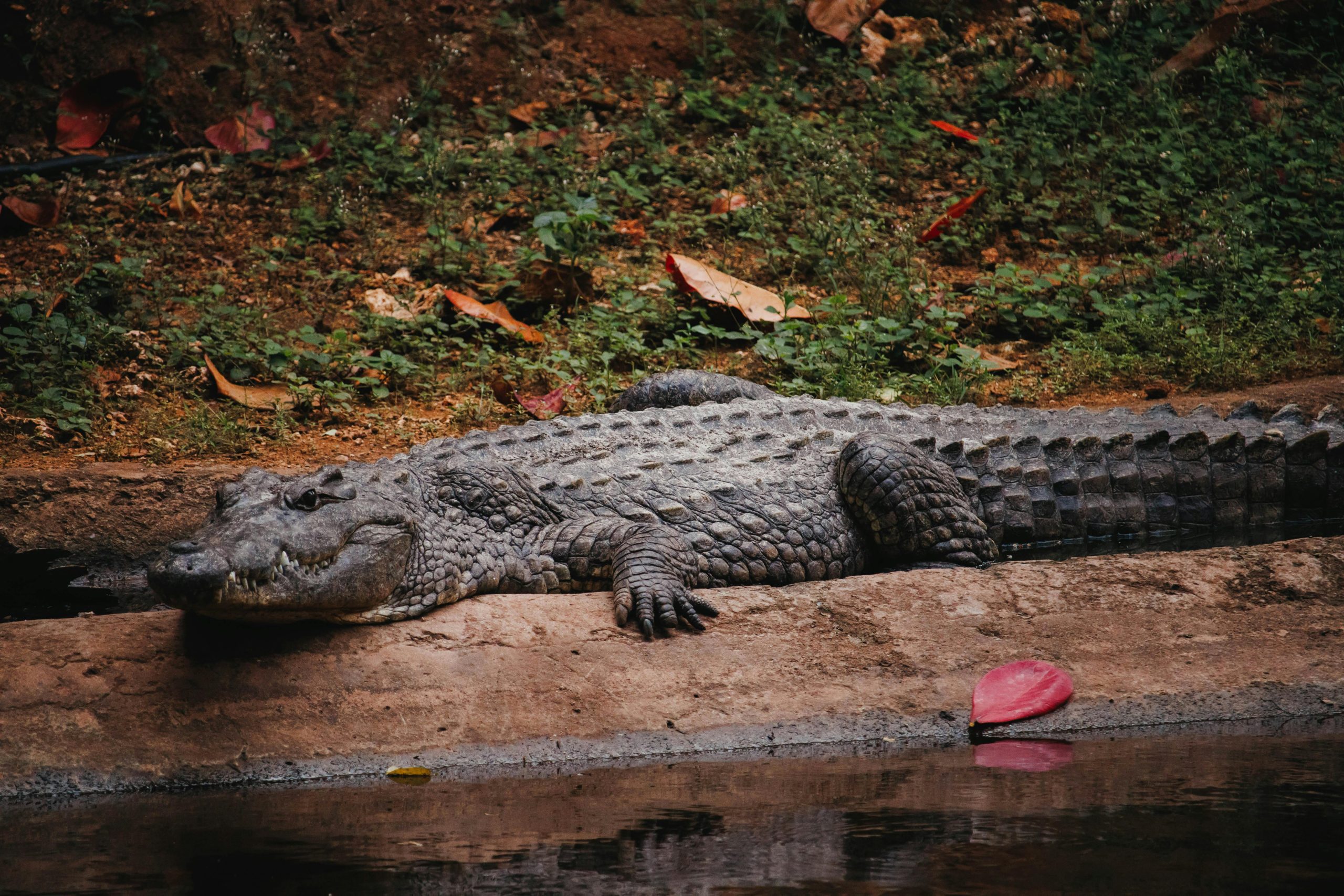 Wildlife Safari Adventure Dar Es Salaam with Kairi Travels