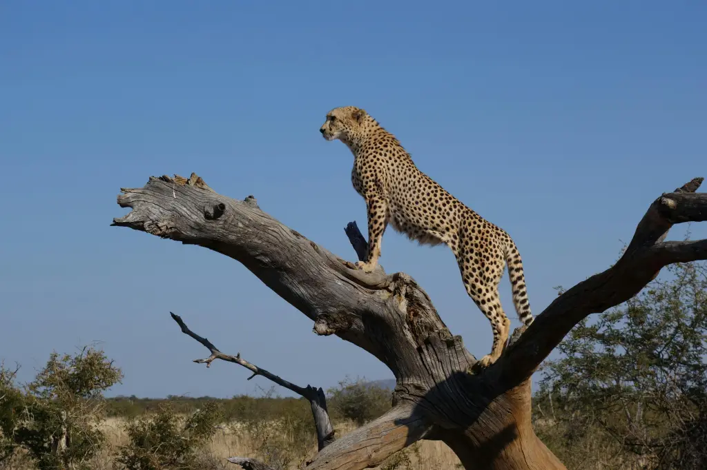 Wildlife Safari Adventure
