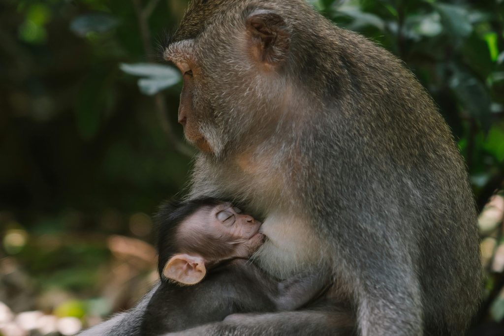 The Best 4-Days Kibale National Park Ultimate Safari 1 Wildlife Safari Adventure Kibale with Kairi Travels