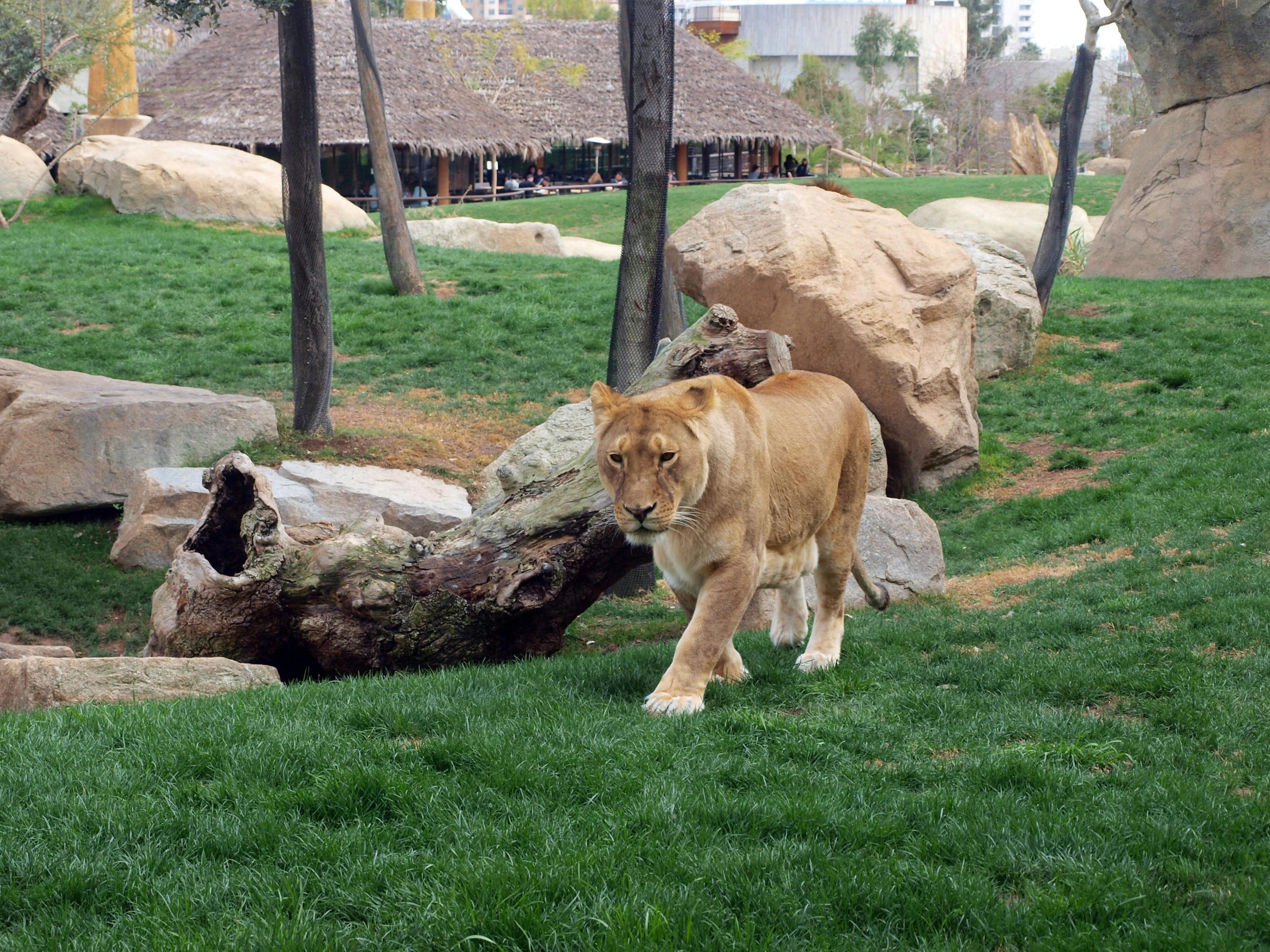 Wildlife Safari Adventure with Kairi Travels