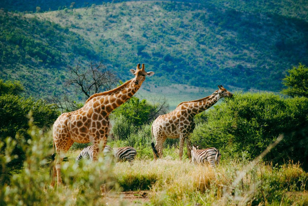 Giraffes grazing in Kenya Safari Holidays destination
