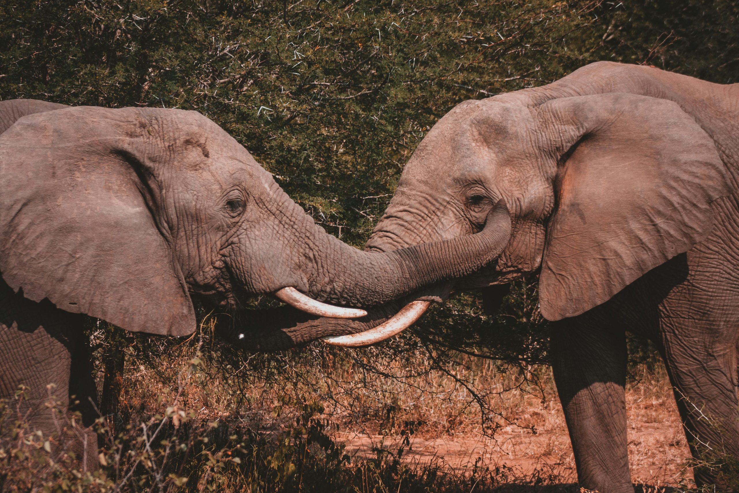 Elephants in Amboseli Safari by Kairi Travels