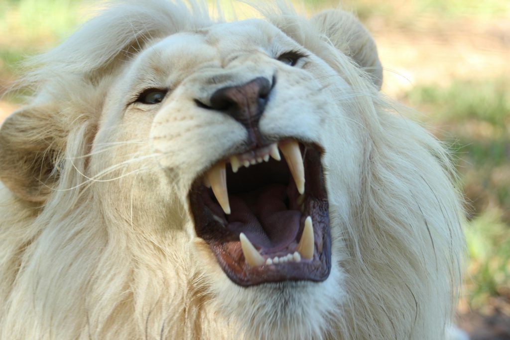 Best 12-Days Kenya Tanzania Group Safari for a Lifetime 1 king of the jungle captured during the 12-Day Kenya Tanzania Group Safari