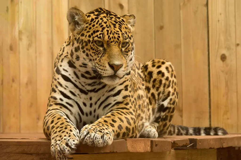 Wildlife Safari Adventure
