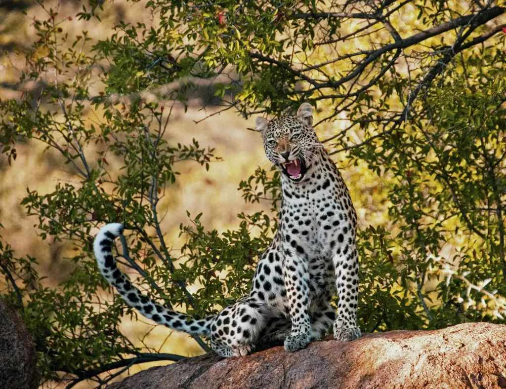 Wildlife Safari Adventure
