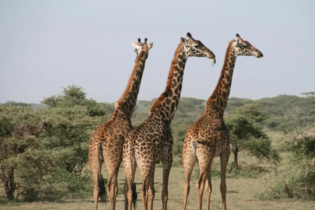 Wildlife Safari Adventure
