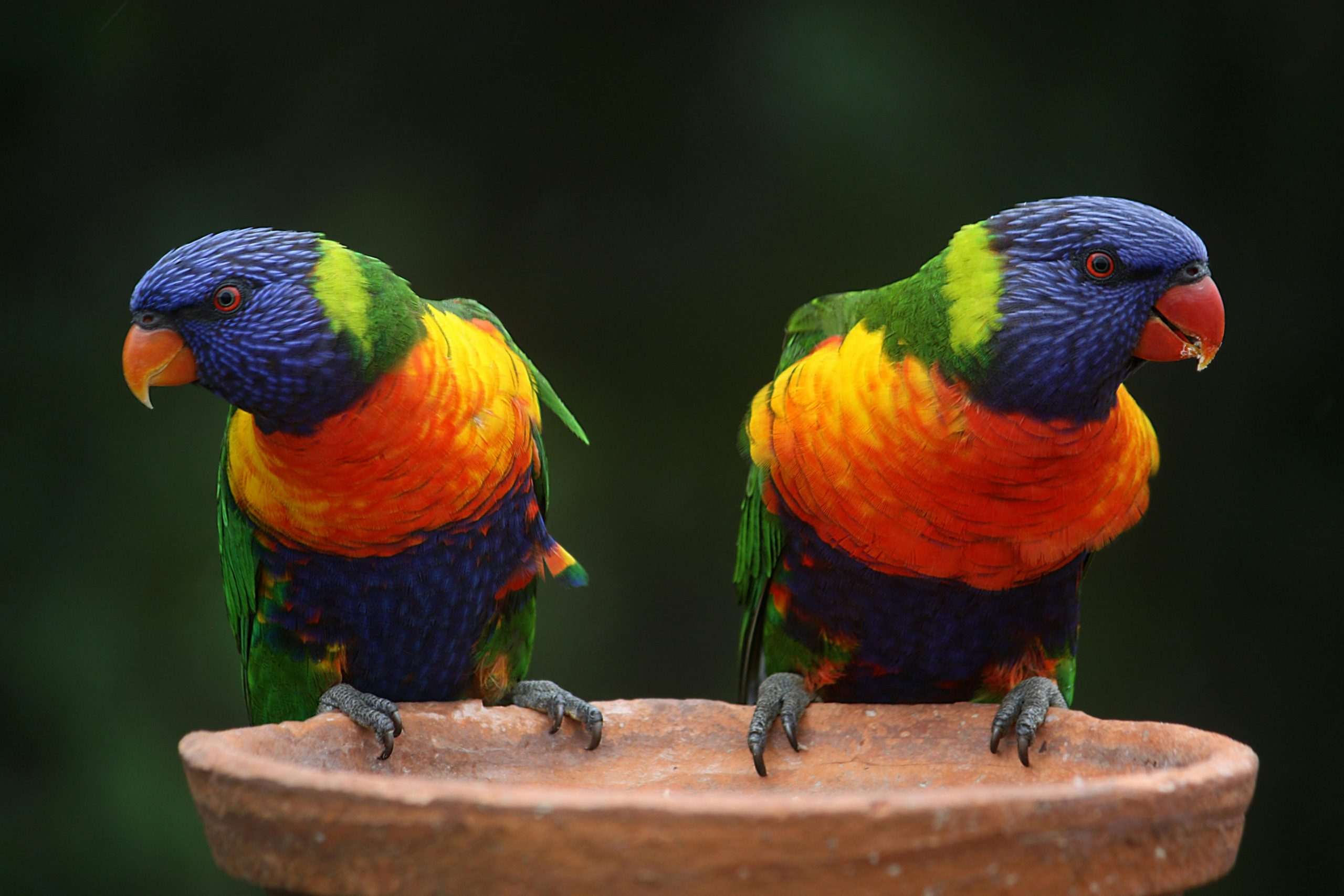 Best Spots for Birdwatching in Kenya with Kairi travels