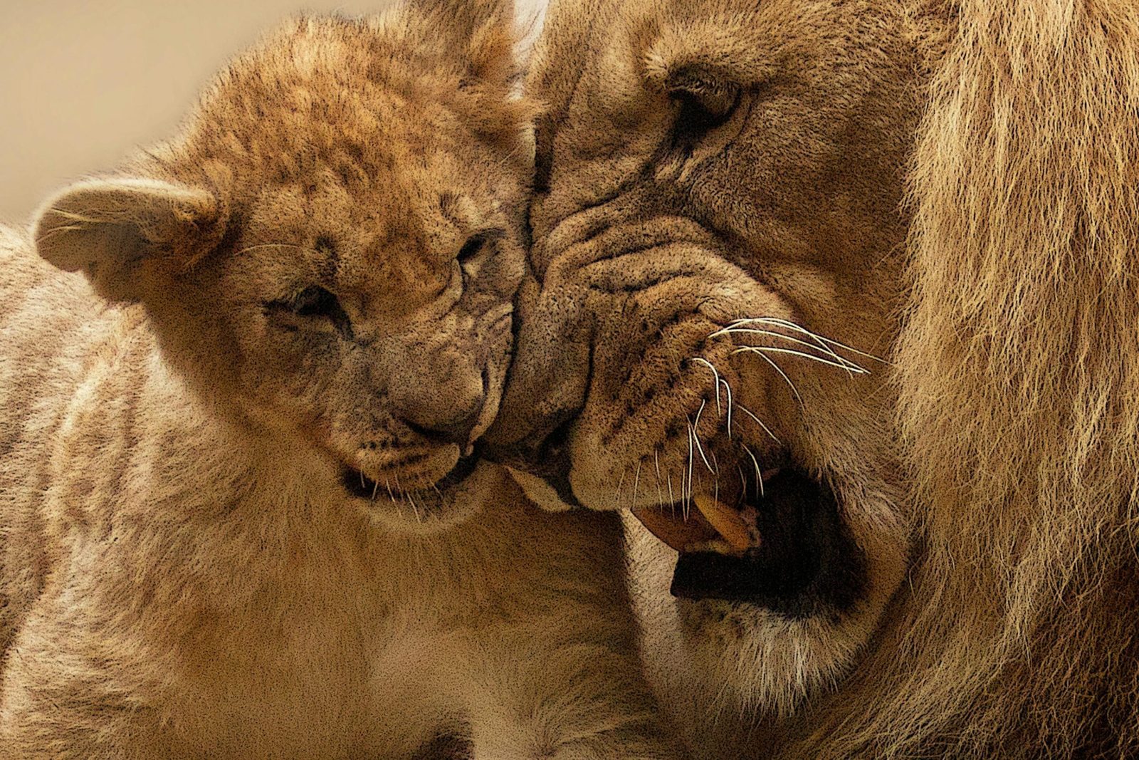 Wildlife Safari Adventure