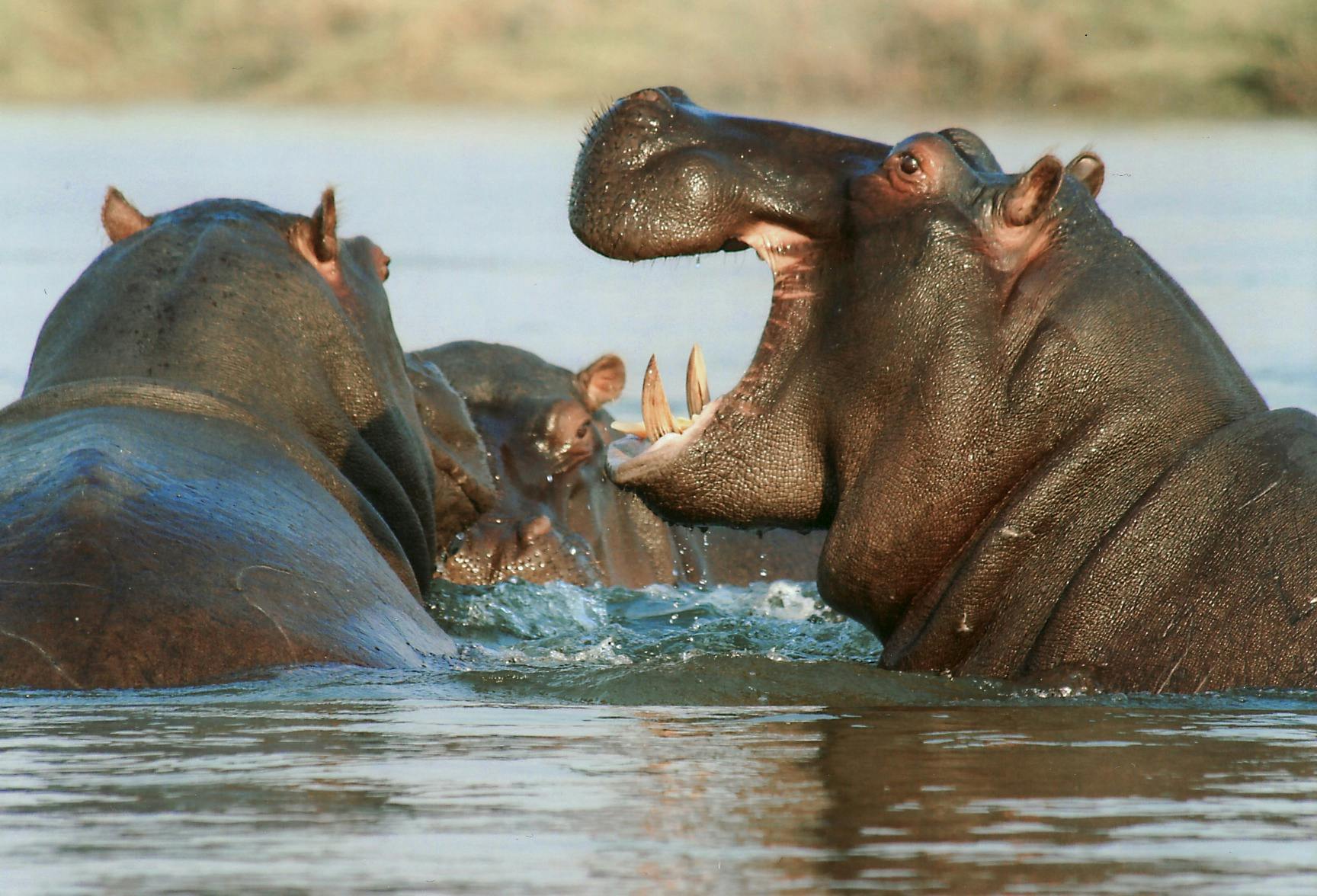 4-Days & 3 Nights Masai Mara Safari |L. Nakuru Road 4 Hippos in the 4-Day Masai Mara and Lake Nakuru Safari