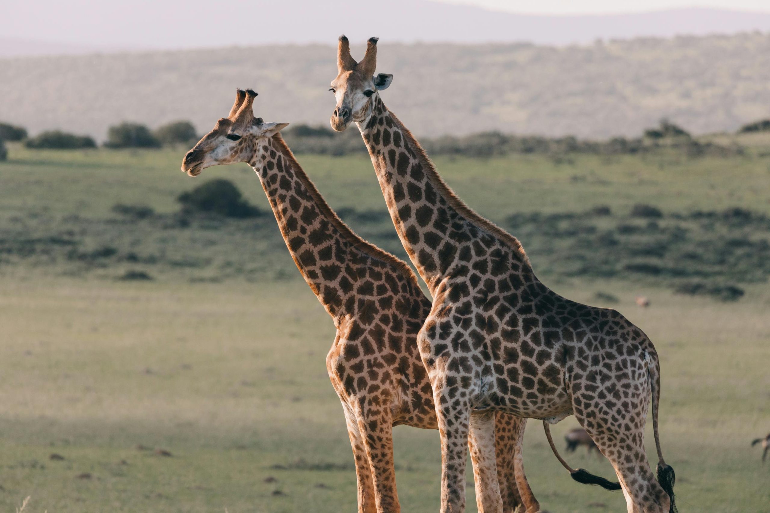 Wildlife Safari Adventure