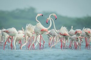 Flamingoes at the Birdwatching Safari