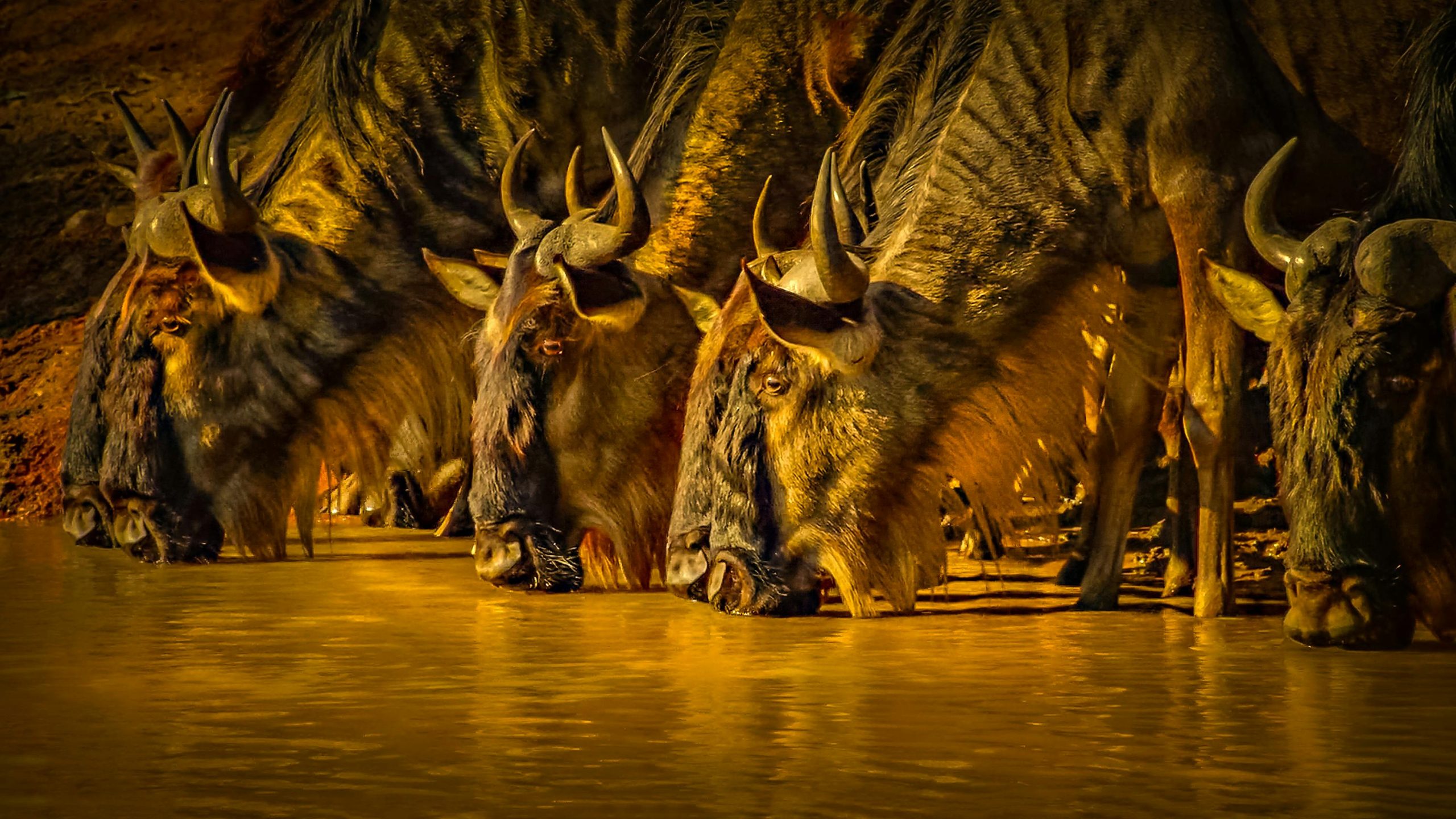 Wildebeests during the Great Migration