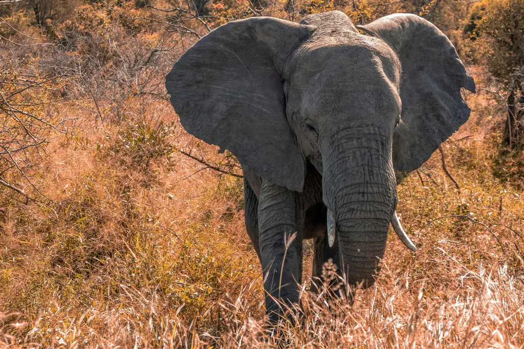Wildlife Safari Adventure