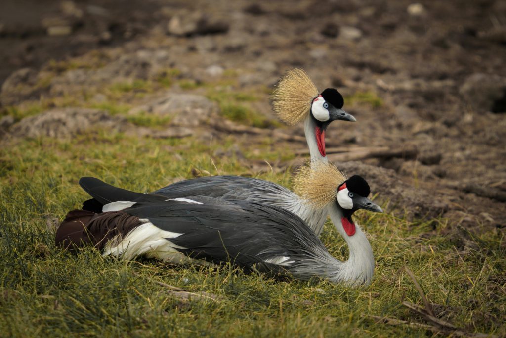 Birdwatching Safari arusha with Kairi Travels