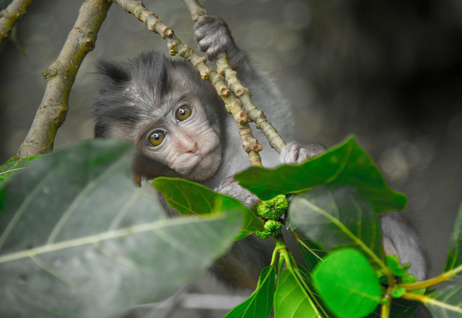 Wildlife Safari Adventure