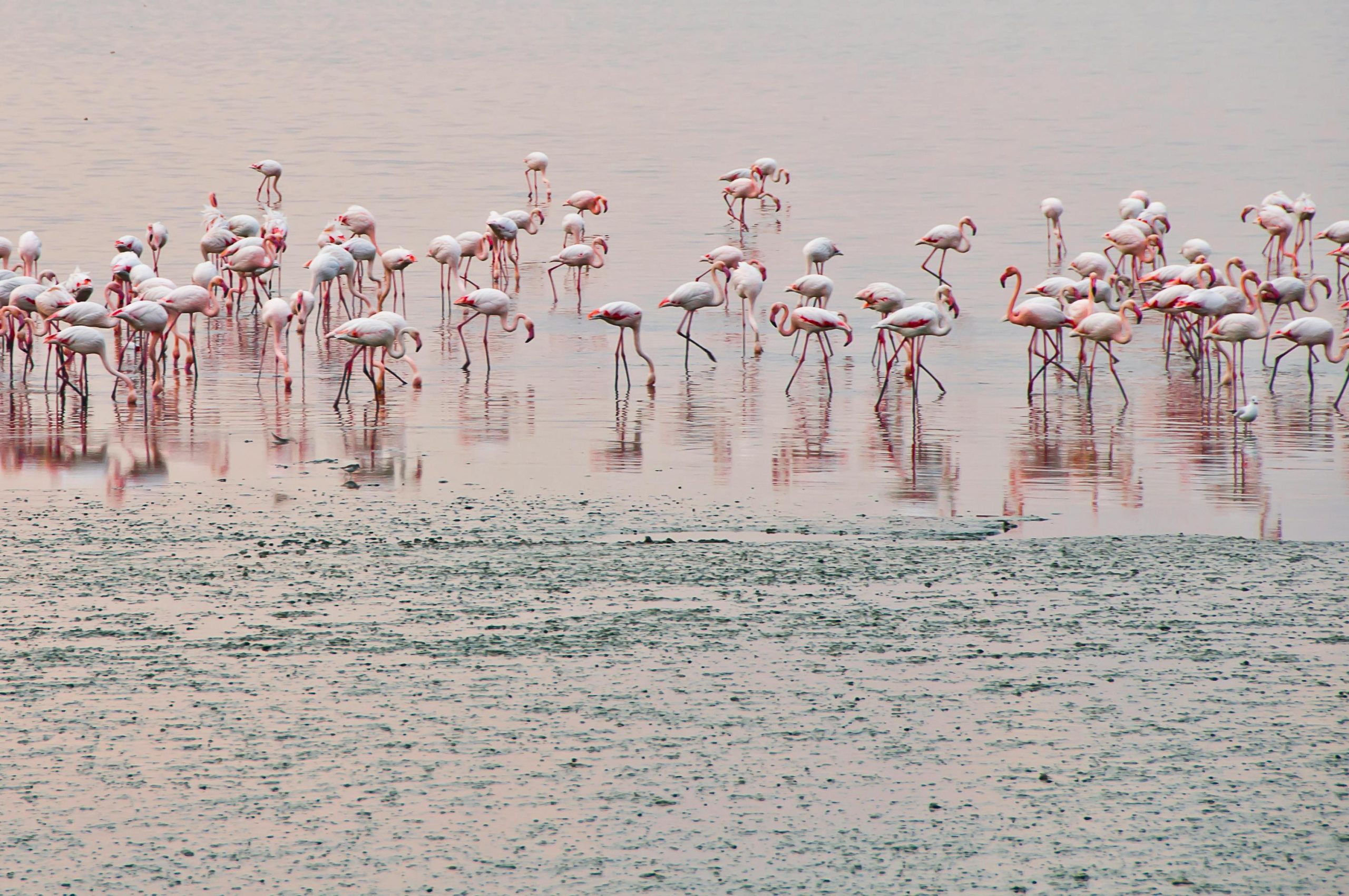 Birdwatching Safari