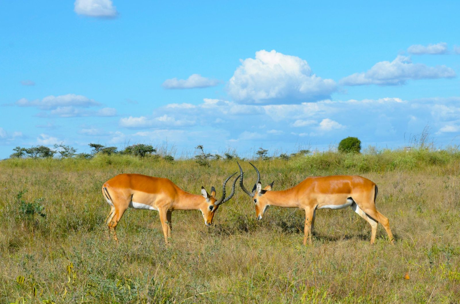 Best of Kenya Safaris
