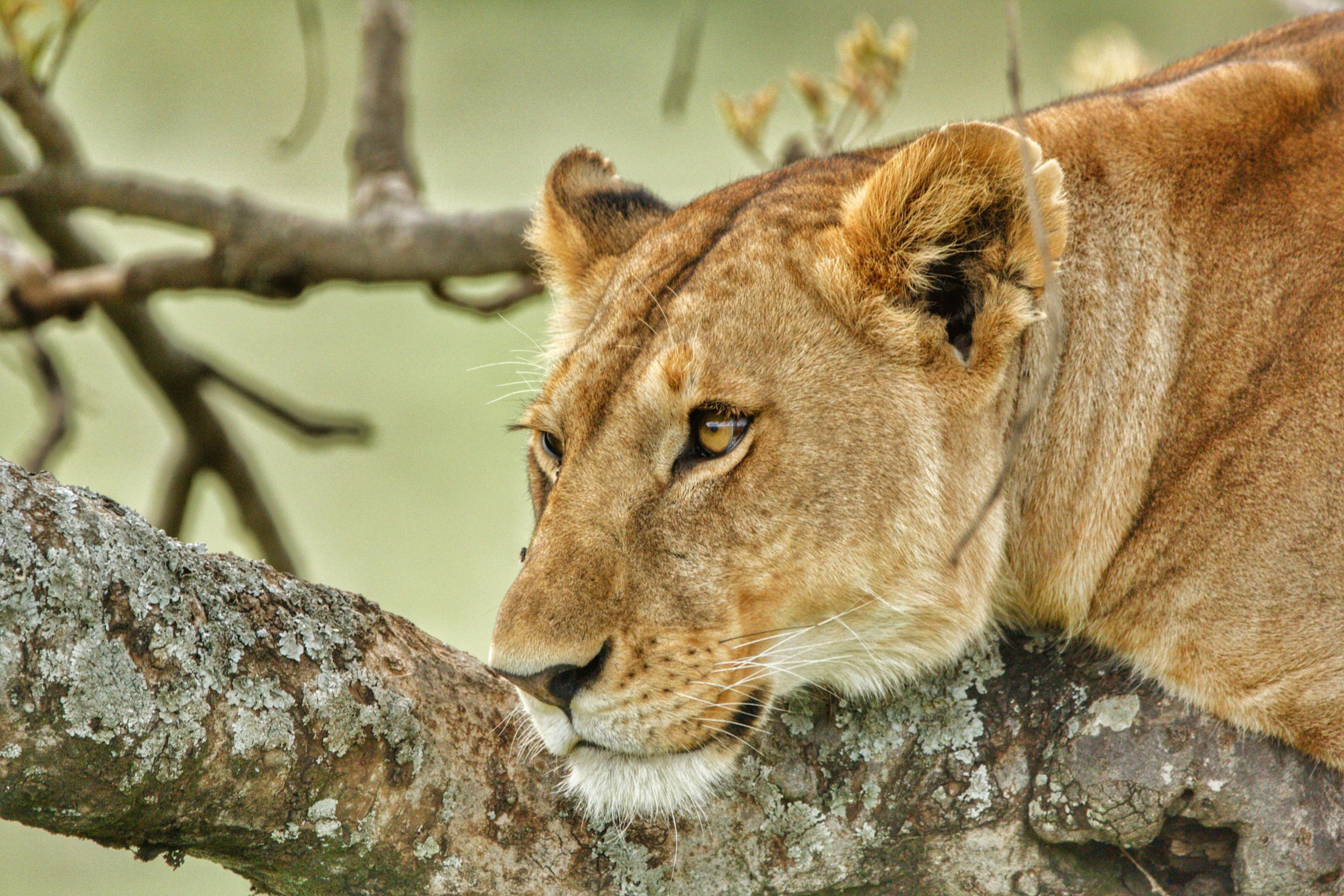 The Best 5-Days Samburu Masai Mara Ultimate Safari. 1 Wildlife Safari Adventure Samburu with Kairi Travels