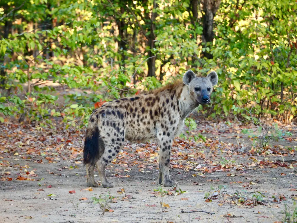 Wildlife Safari Adventure
