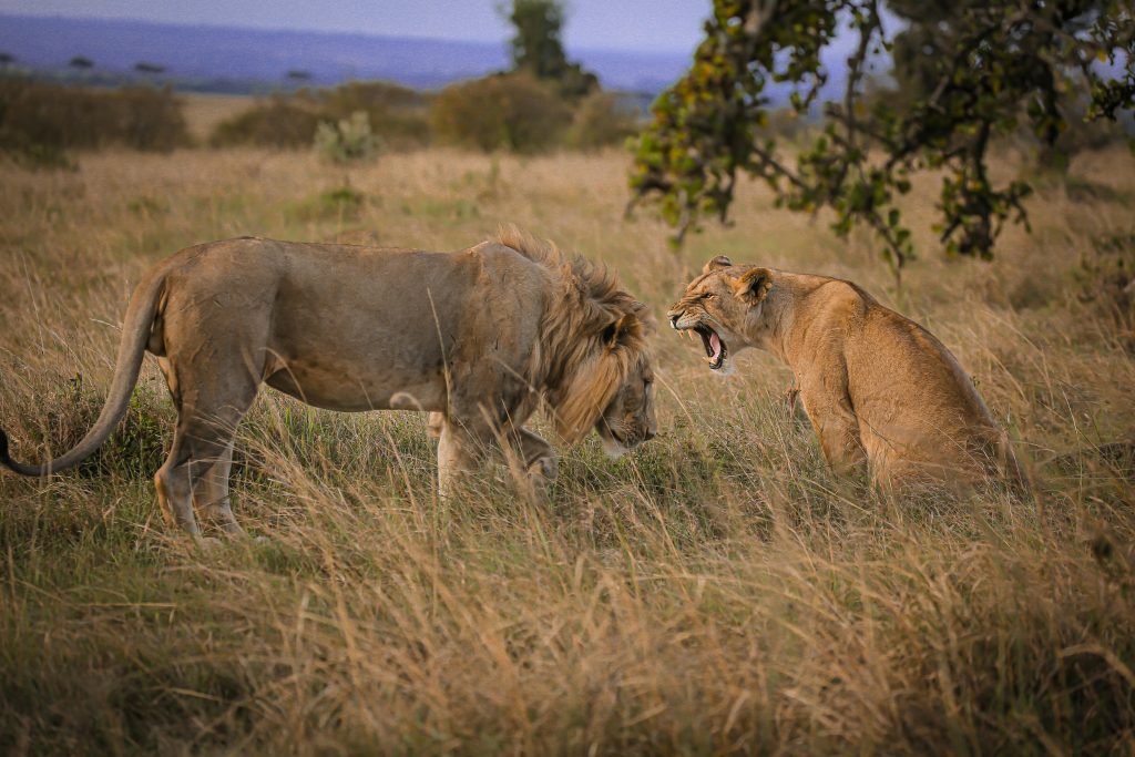 10-Days Northern Tanzania Safari of a Lifetime 1 Lion spotted during 10-Day Northern Tanzania Safari