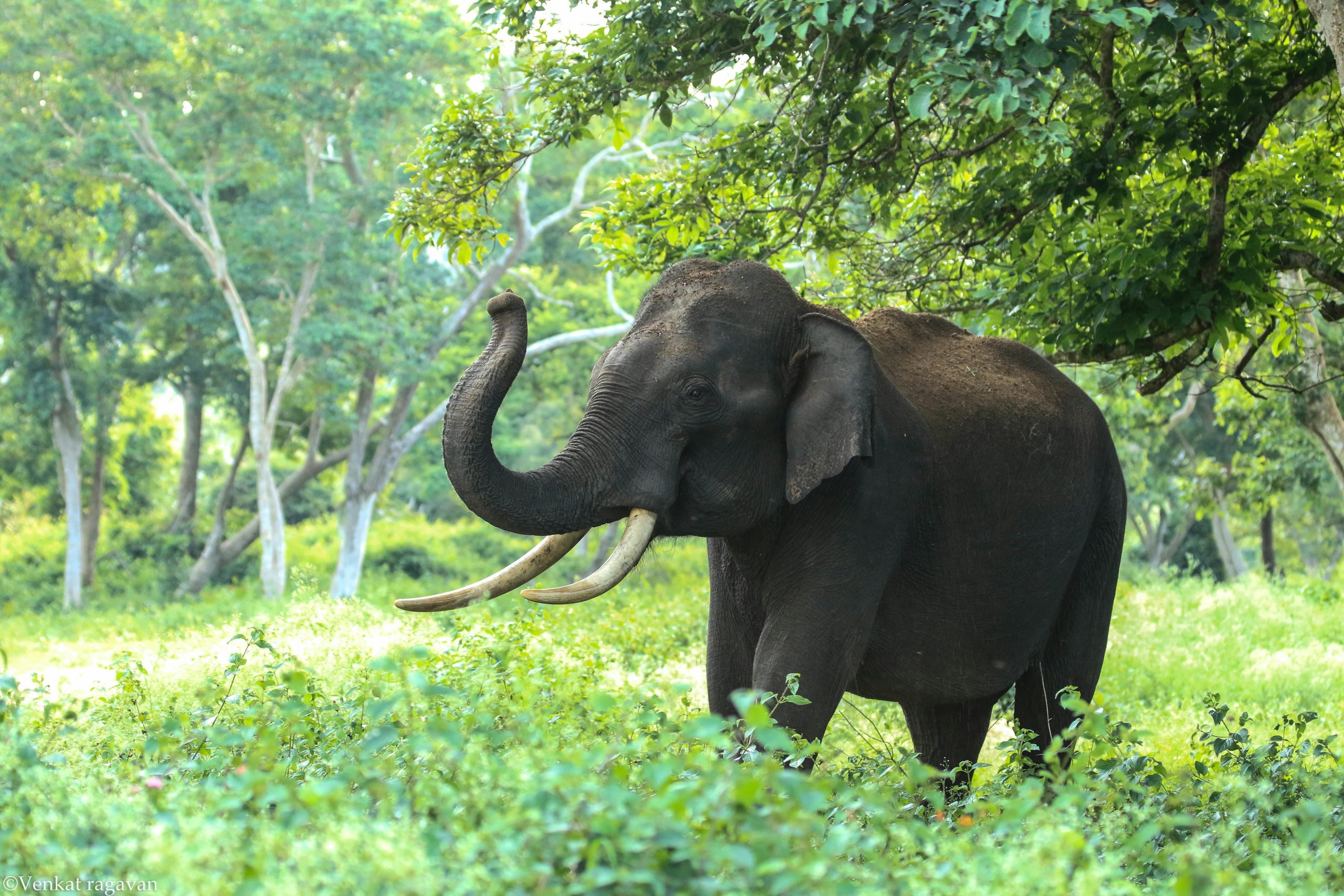 Wildlife Safari Adventure