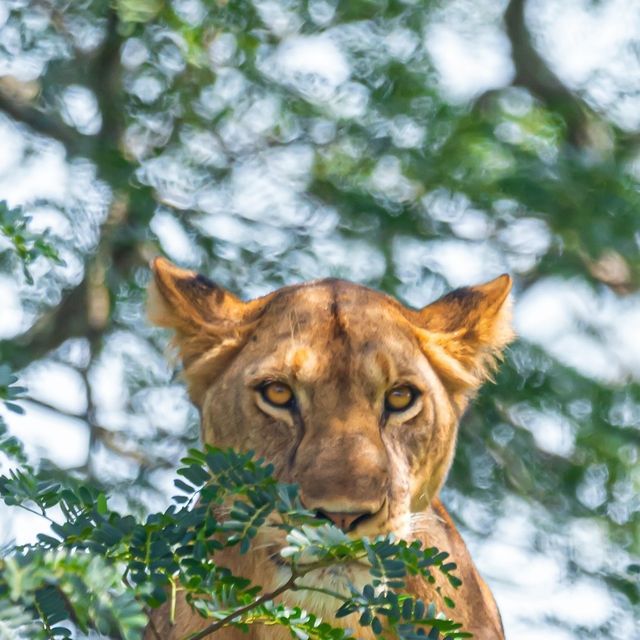 Lioness at the 7-Day Masai Mara Mombasa Safari
