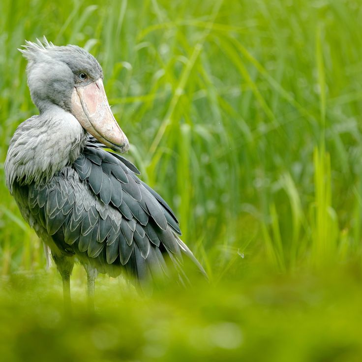 Birdwatching safaris  during the 7-Day Safari L. Manyara Tarangire  with kairi travels