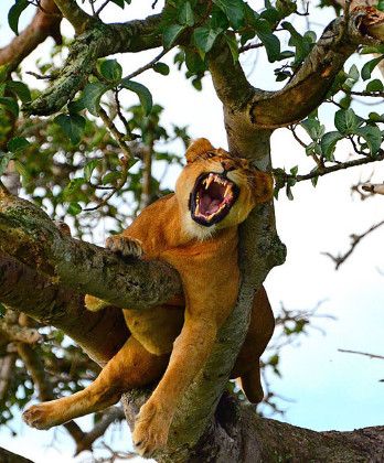 Wildlife Safari Adventure  during the 6-Days Safari Tarangire Ngorongoro