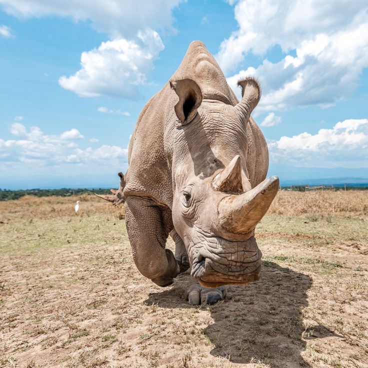 Rhinocerous at the Ol Pejeta Conservancy Tour by Kairi Travels