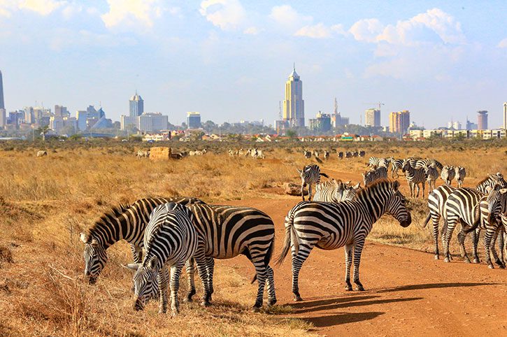 ZebrasInFrontOfTheCityNairobi