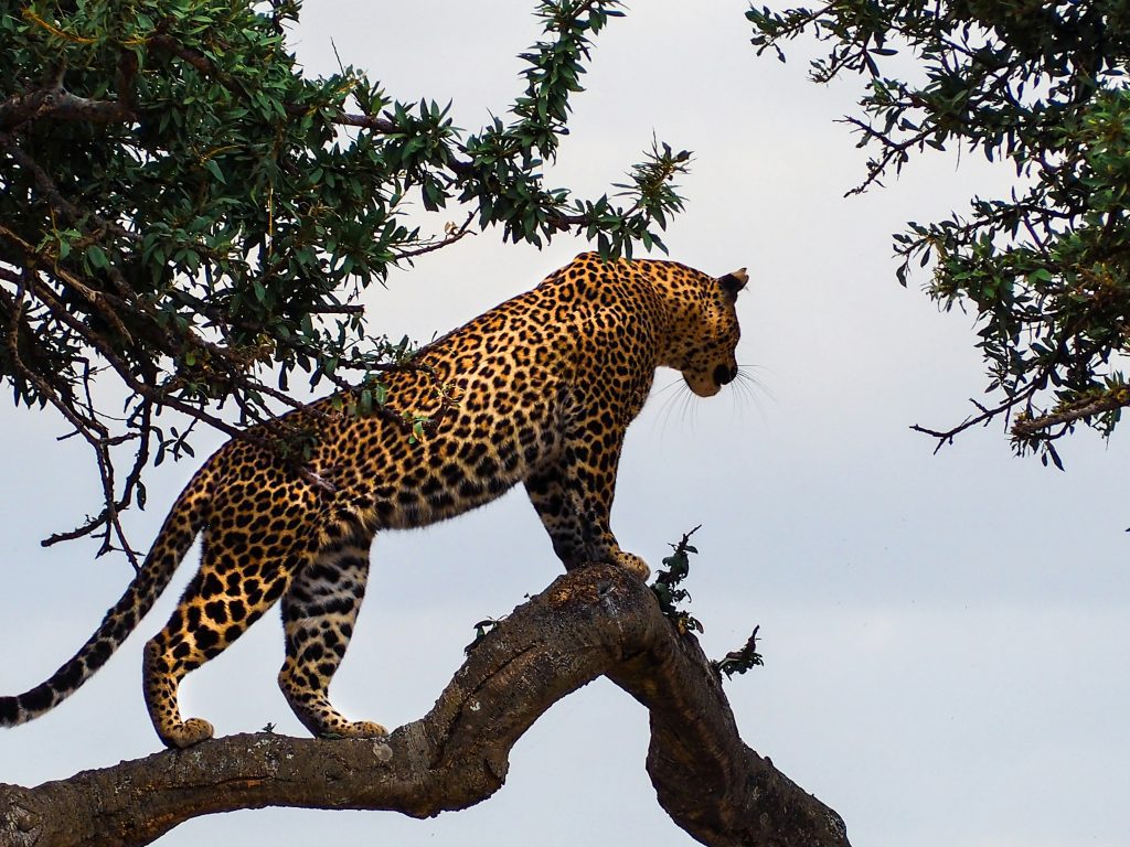 A Leopard spotted during a Masai Mara Game Drive