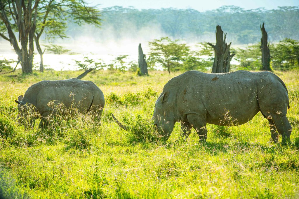 10-Days Northern Tanzania Safari of a Lifetime 3 a herd of rhinos during the 10-Day Northern Tanzania Safari