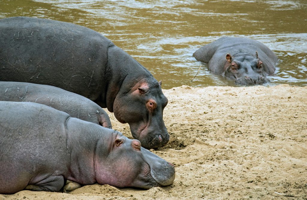 Wildlife Safari Adventure with Kairi Travels