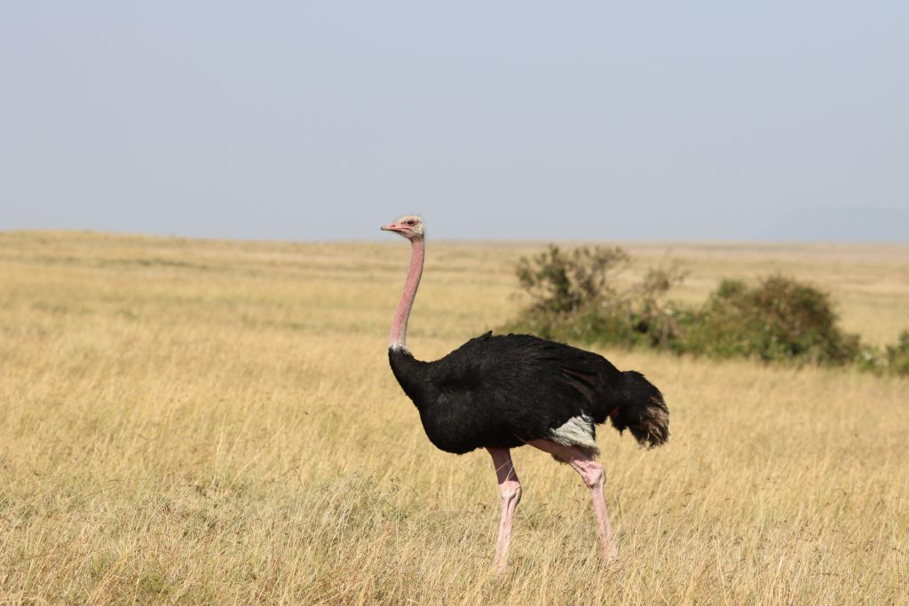 dominic yegon vhoBocWCxZM unsplash