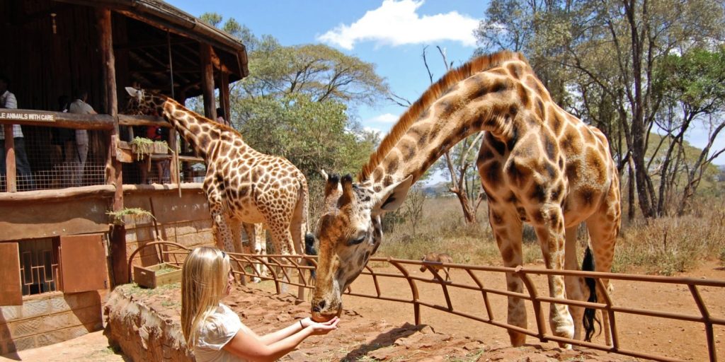 giraffe center nairobi kenya