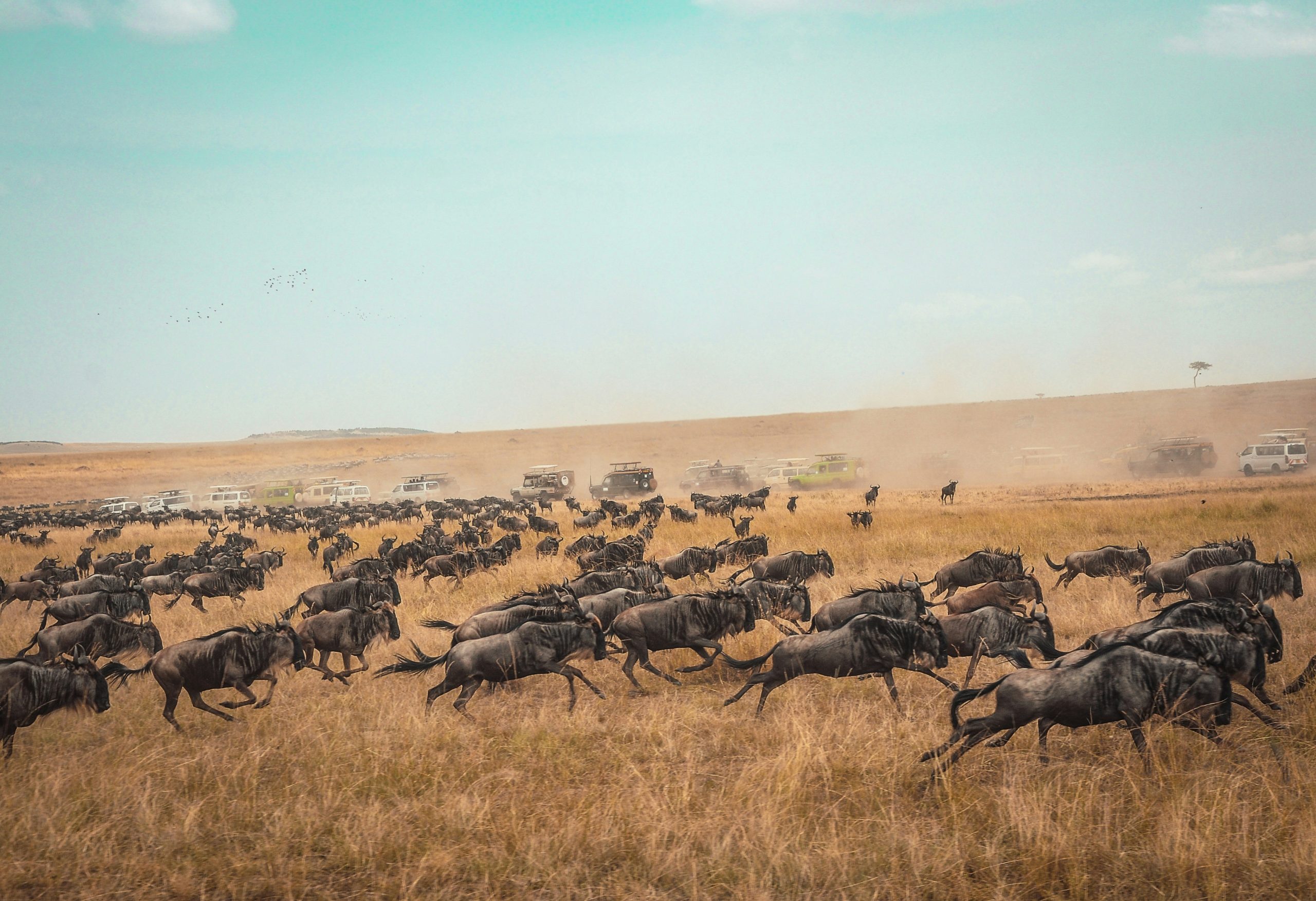 Wildebeests at the Masai Mara wildlife safari